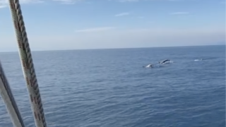 駿河湾を泳ぐゴンドウクジラ！