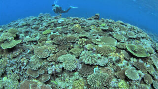 2022年 沖縄　サンゴ観察ツアー